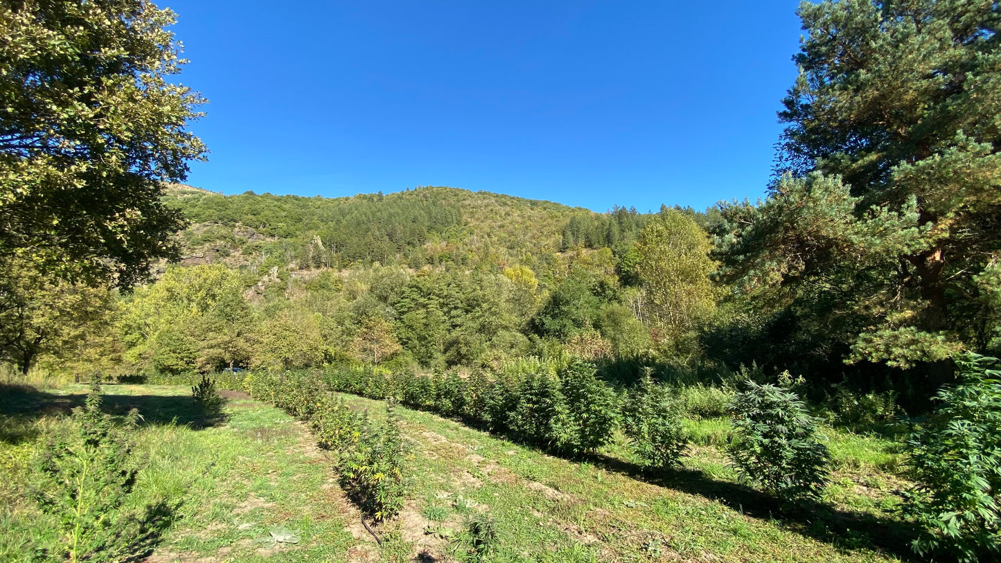 Fleurs de CBD SMALL BUDS