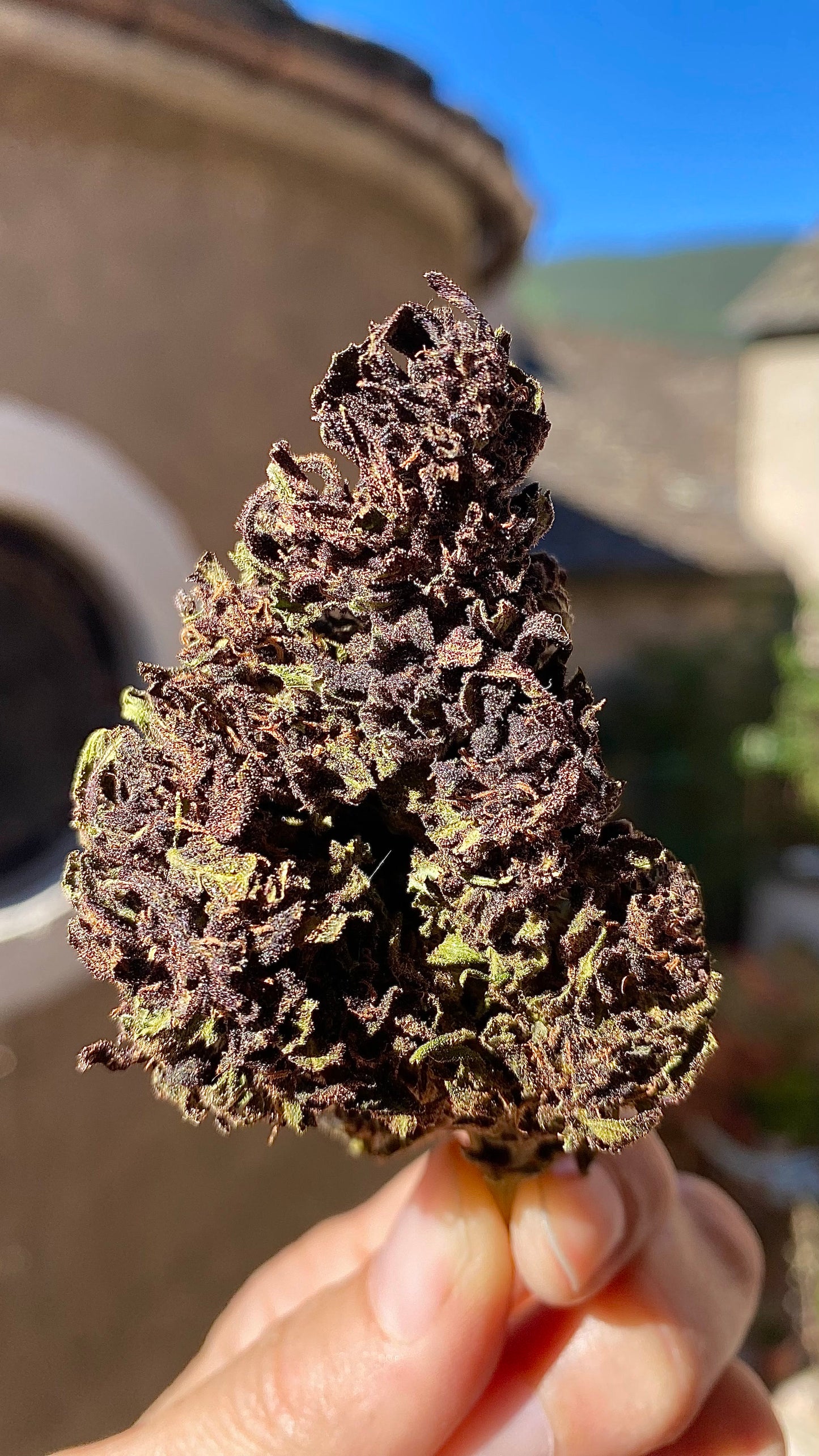 Fleurs de CBD BLUE MERINGUE