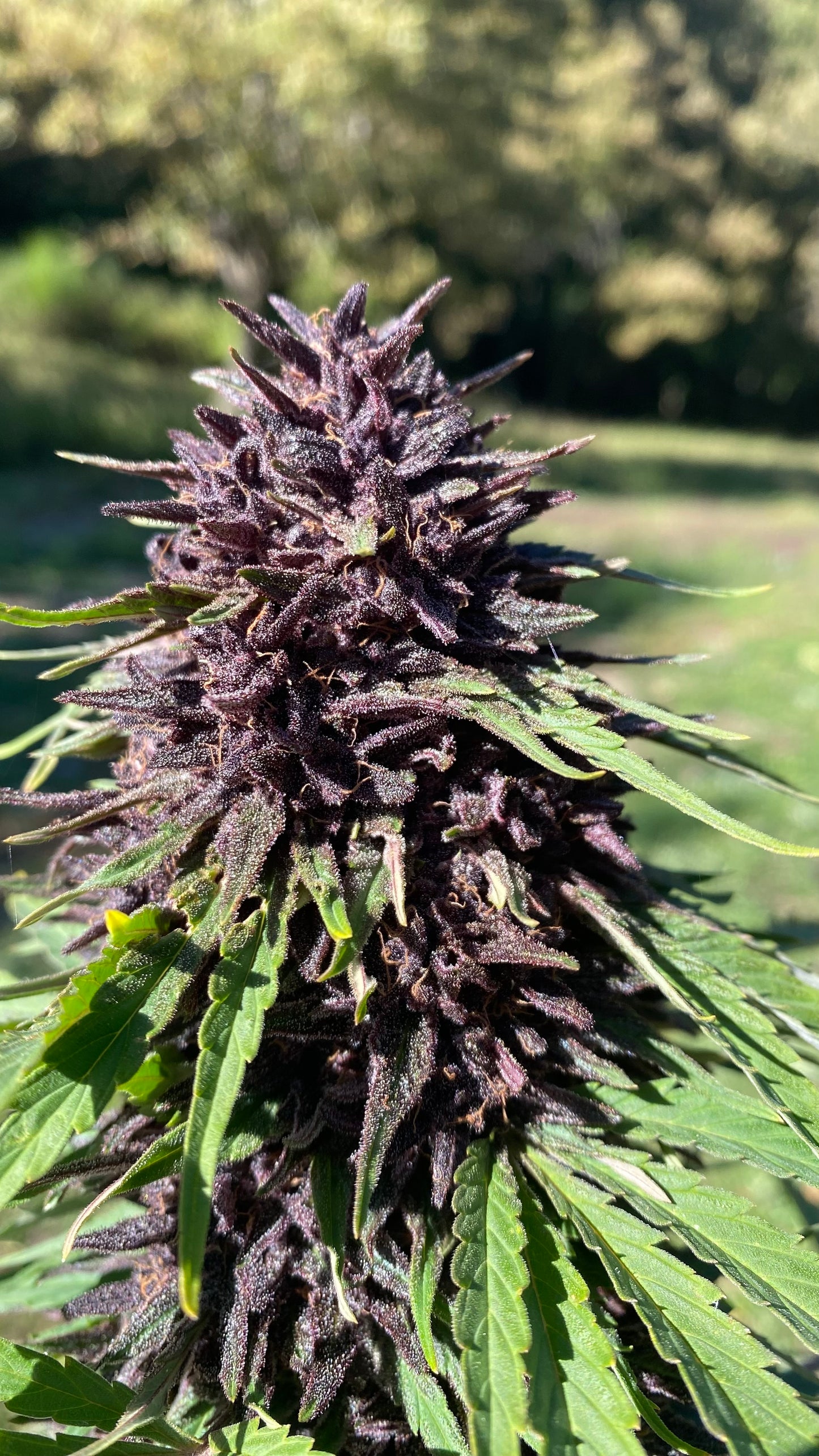 Fleurs de CBD PLATINUM PANTHER
