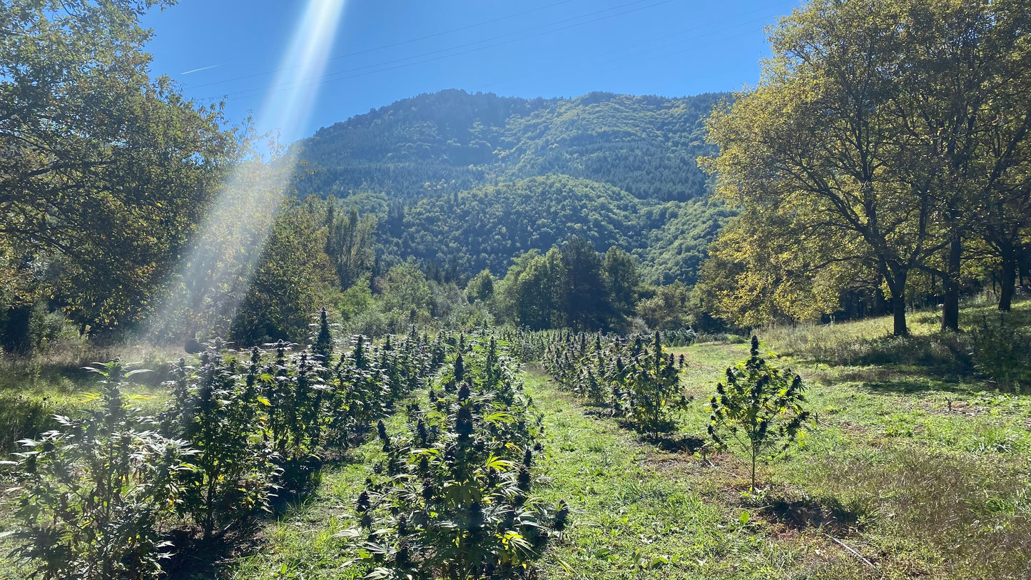 Fleurs de CBD SMALL BUDS