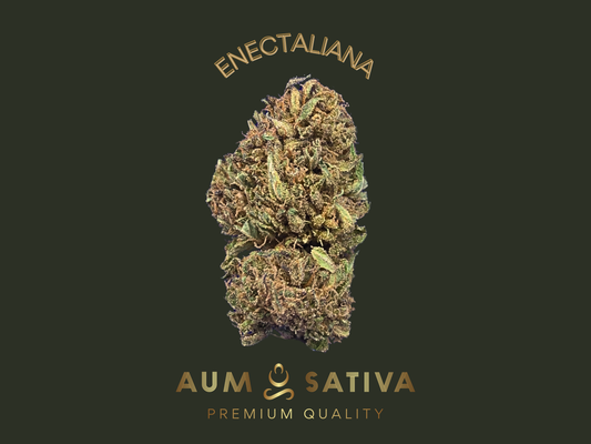 Fleurs de CBD ENECTALIANA