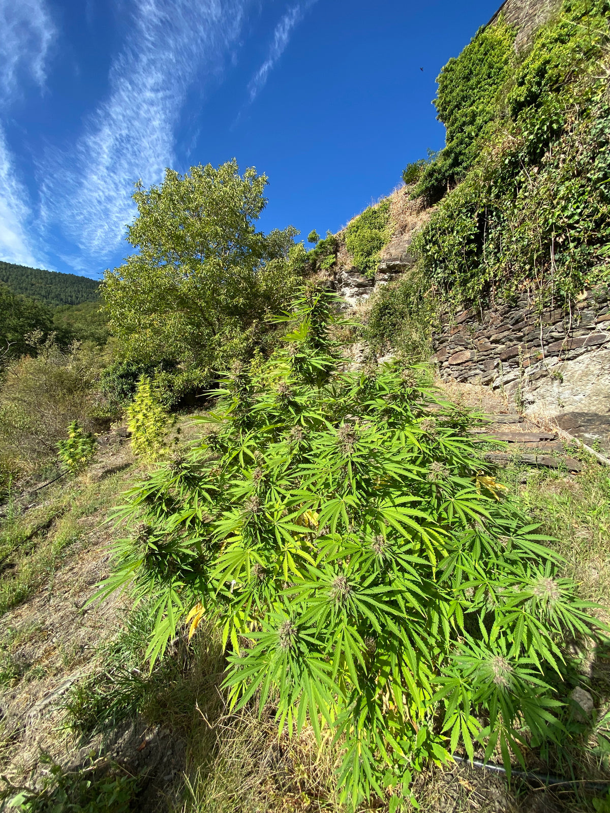 Fleur de CBD bio Sapphire Kush Aum Sativa cultivée en Lozère en biodynamie