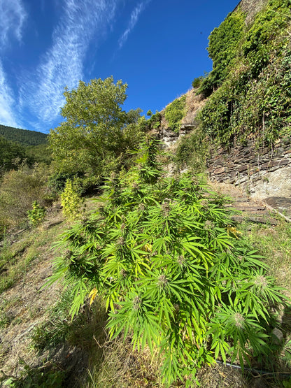 Fleur de CBD bio Sapphire Kush Aum Sativa cultivée en Lozère en biodynamie