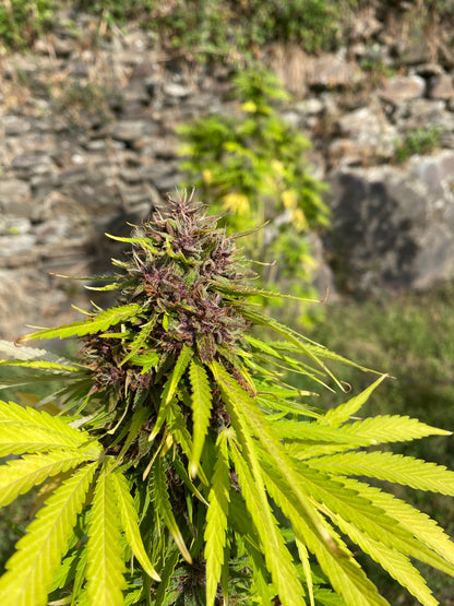 Fleur de CBD bio Sapphire Kush aux nuances violettes sur les bancels sud du Parc National des Cévennes