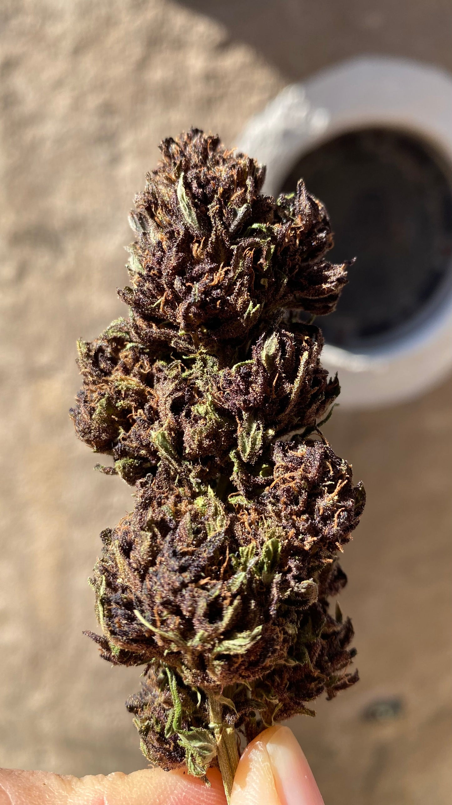 Fleurs de CBD BLUE MERINGUE