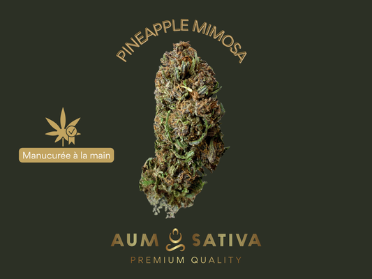 CBD Premium français : pineapple mimosa, lozere, cevennes, pureté et haute vibration
