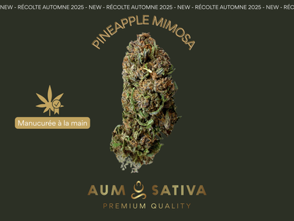 Fleurs de CBD PINEAPPLE MIMOSA