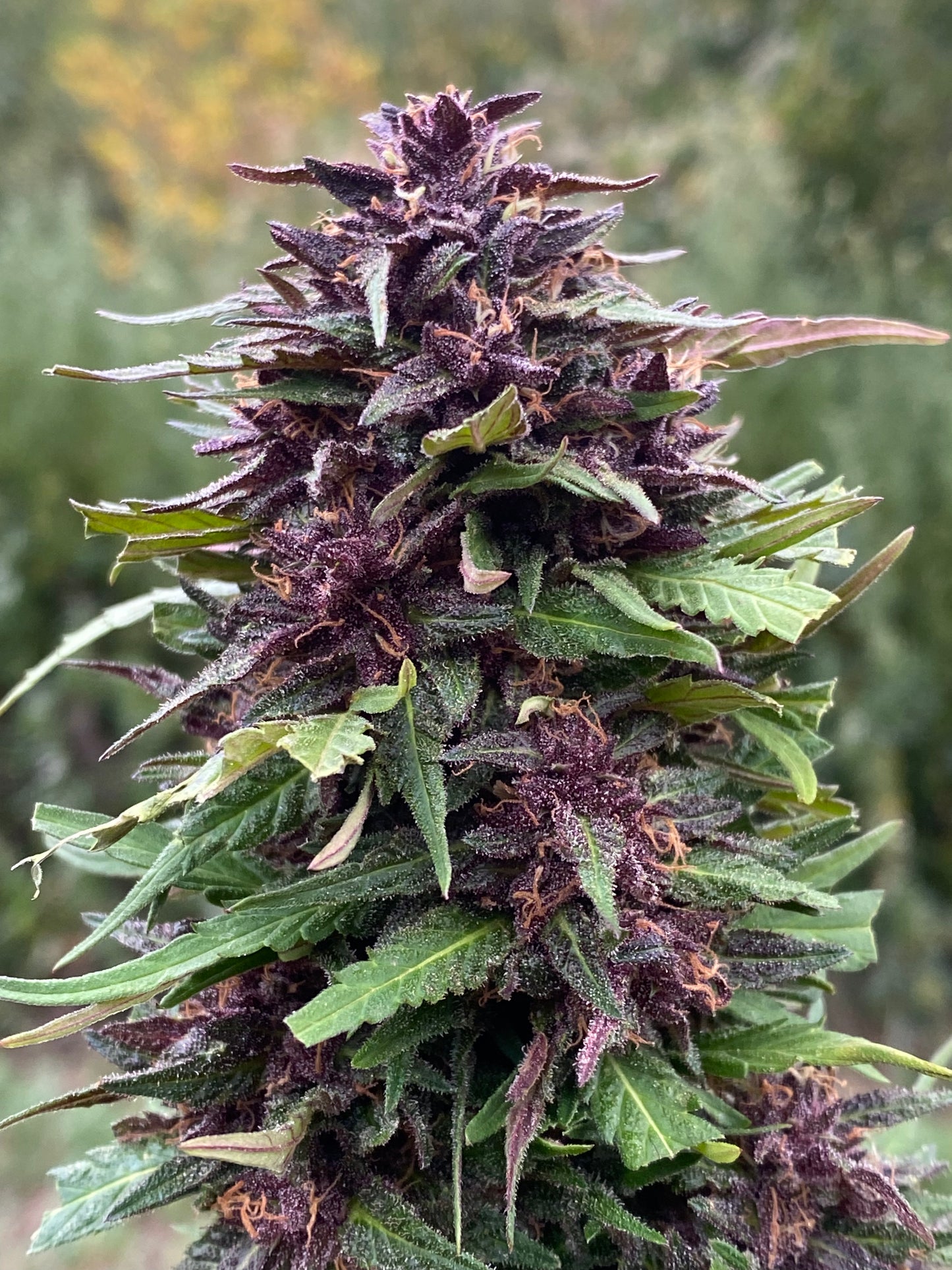Fleur de CBD Bio Orange fritter aux nuances violettes elle aussi dans le champ cultivé outdoor sur sol vivant en zone coeur du Parc National des Cévennes