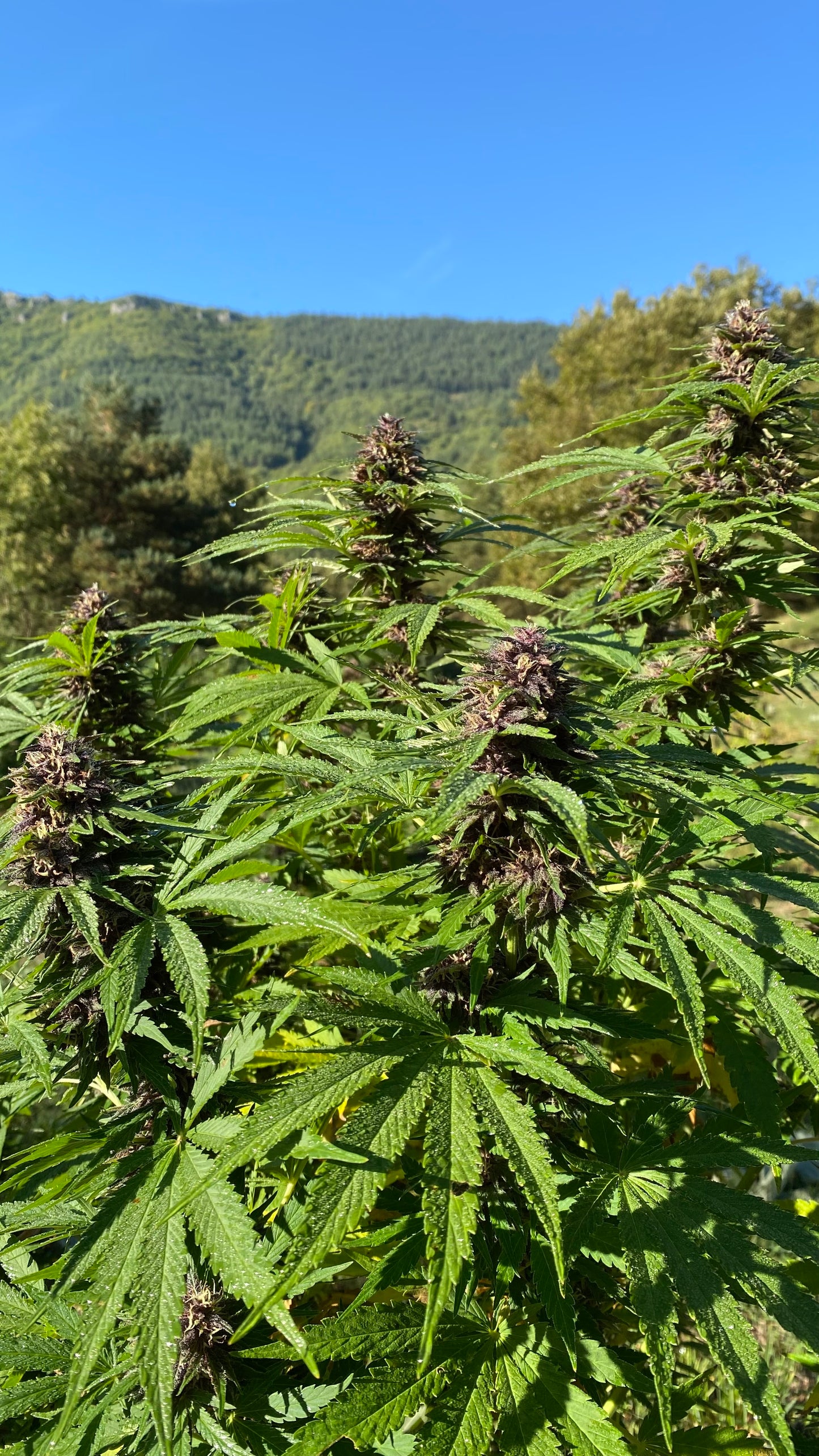 Fleurs de CBD PINK PINEAPPLE