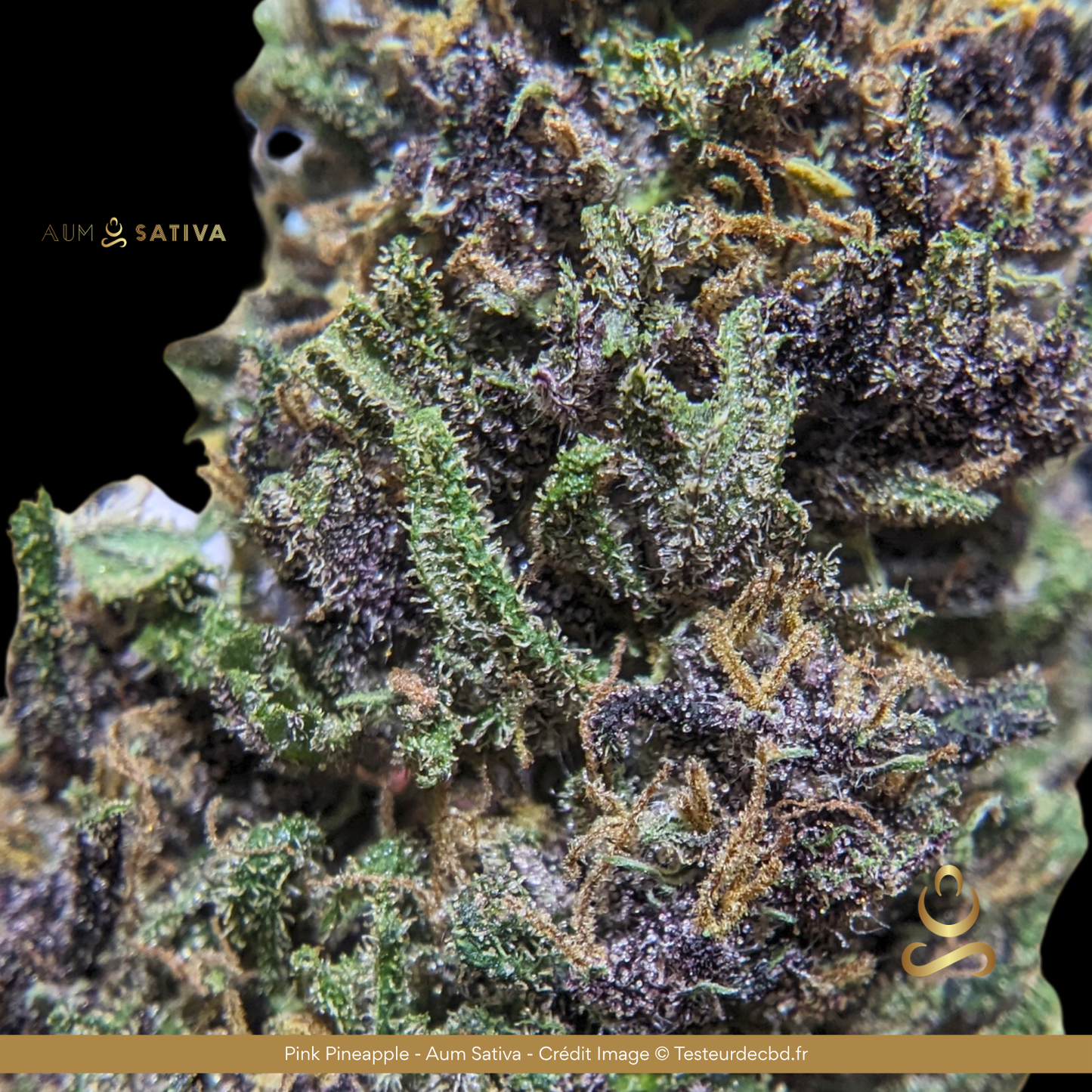 CBD Premium français : Pink Pineapple aum sativa, pureté, haute qualité