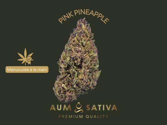 Fleur CBD bio Aum Sativa cultivée au cœur du Parc National des Cévennes en Lozère
