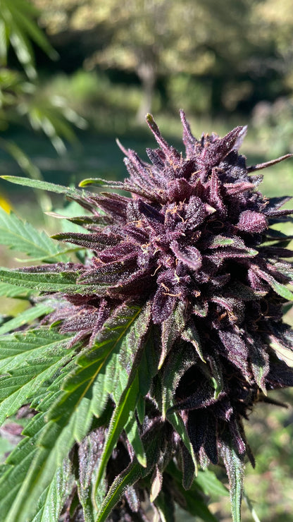 Fleurs de CBD PLATINUM PANTHER