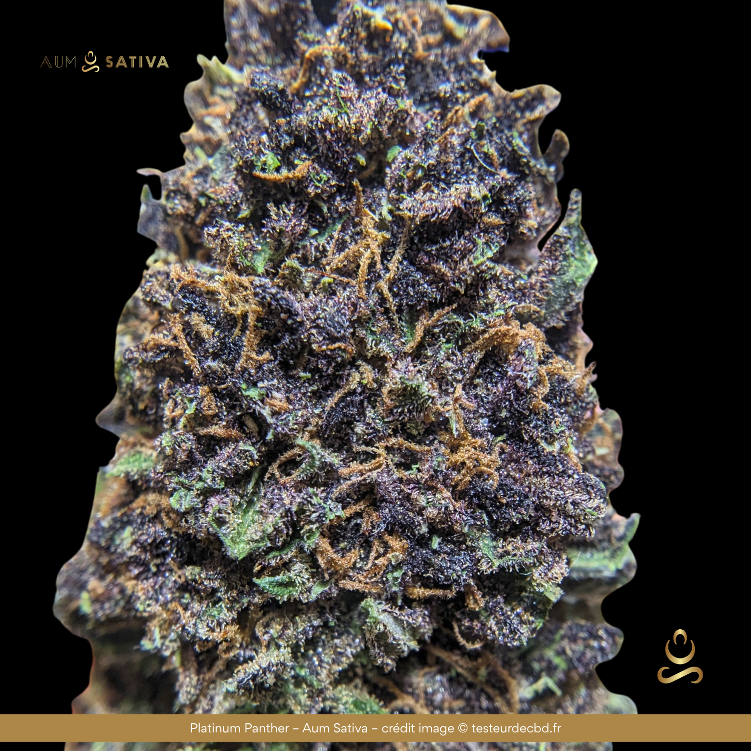 Fleur de CBD platinum panther : Terroir Francais, bio, Lozère, culture artisanale Aum Sativa