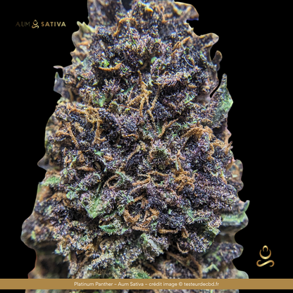 Fleur de CBD platinum panther : Terroir Francais, bio, Lozère, culture artisanale Aum Sativa