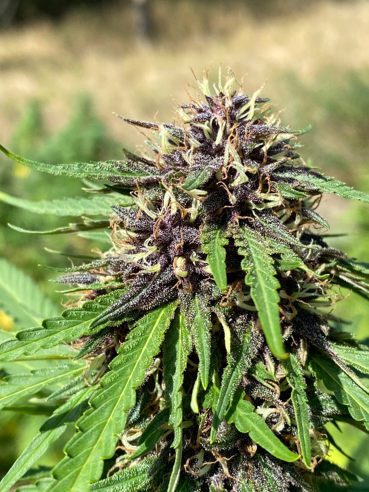 Fleur de CBD biologique Purple Snowman aux nuances violettes dans le champ en sol vivant - Parc National des Cévennes