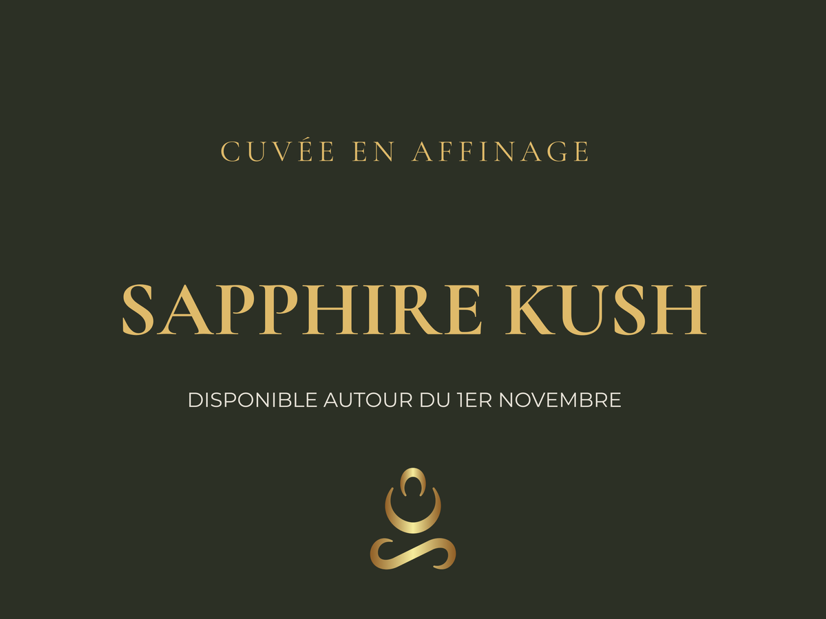 Fleur de CBD bio PSapphire Kush en cours d'affinage - Cuvée 2026 Aum Sativa cultivée en Lozère