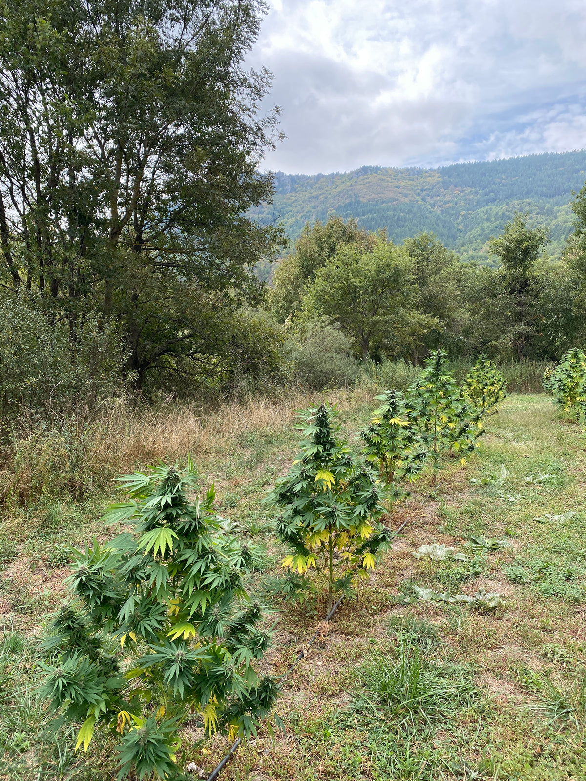 La Rocket sauce aum sativa dans son champs en zone naturelle préservée, zéro pesticides, outdoor haute qualité en Lozère