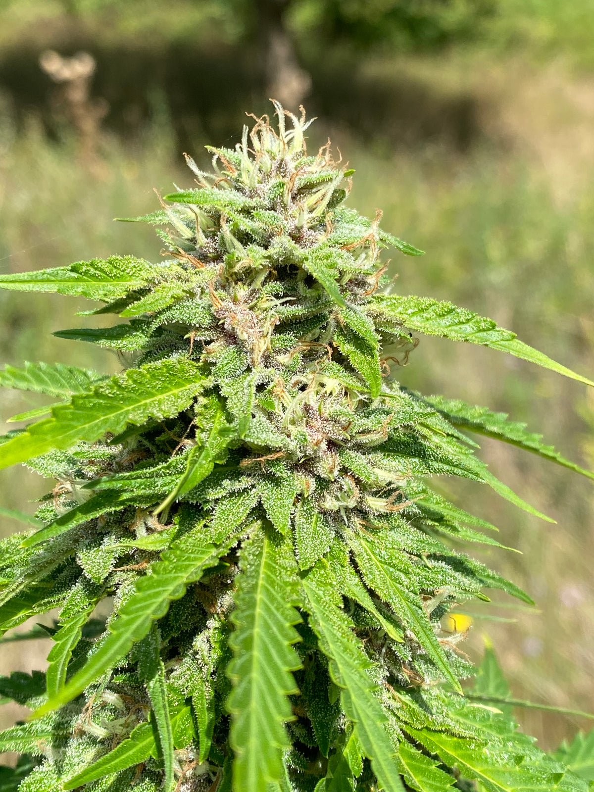 Fleur de CBD bio outdoor skunk dans le champ du domaine Aum Sativa en zone coeur Parc National des Cévennes - Zéro pesticides, environnement naturel préservé