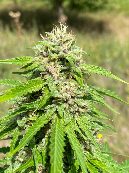 Fleur de CBD bio outdoor skunk dans le champ du domaine Aum Sativa en zone coeur Parc National des Cévennes - Zéro pesticides, environnement naturel préservé